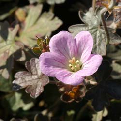 Geranium 'Dusky Crg'